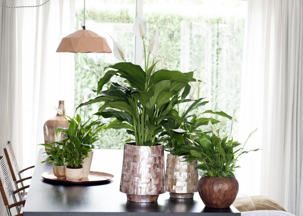 Indoor plants for apartments