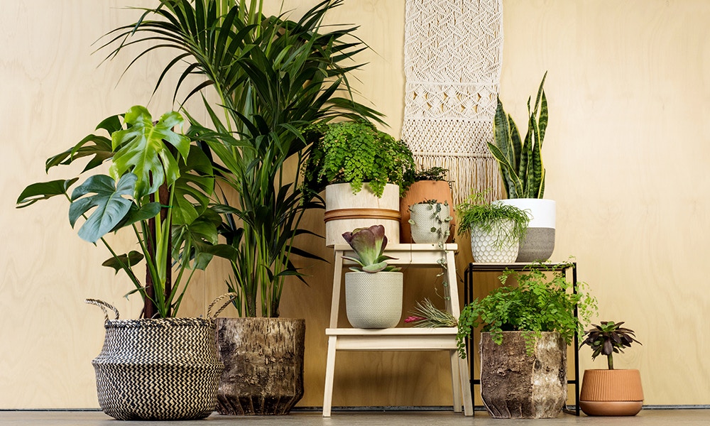 Indoor Plants for Apartments