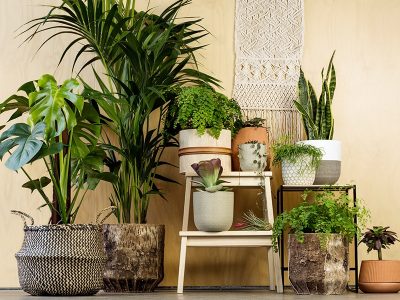 Indoor Plants for Apartments